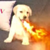 shawk29